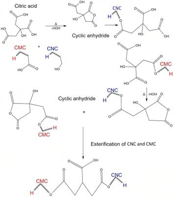 Fabrication of cellulose nanocrystals/carboxymethyl cellulose/zeolite membranes for methylene blue dye removal: understanding factors, adsorption kinetics, and thermodynamic isotherms